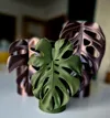 S-Size_Monstera_0.16mm layer, 2 walls, 15% infill