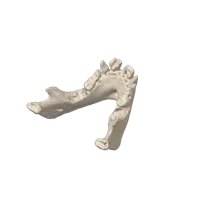 Crâne de jeune chimpanzé — photo 4