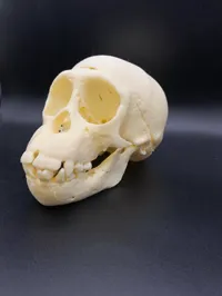 Crâne de jeune chimpanzé — photo 3