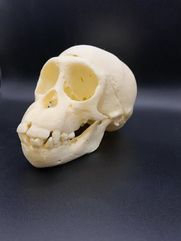 Crâne de jeune chimpanzé