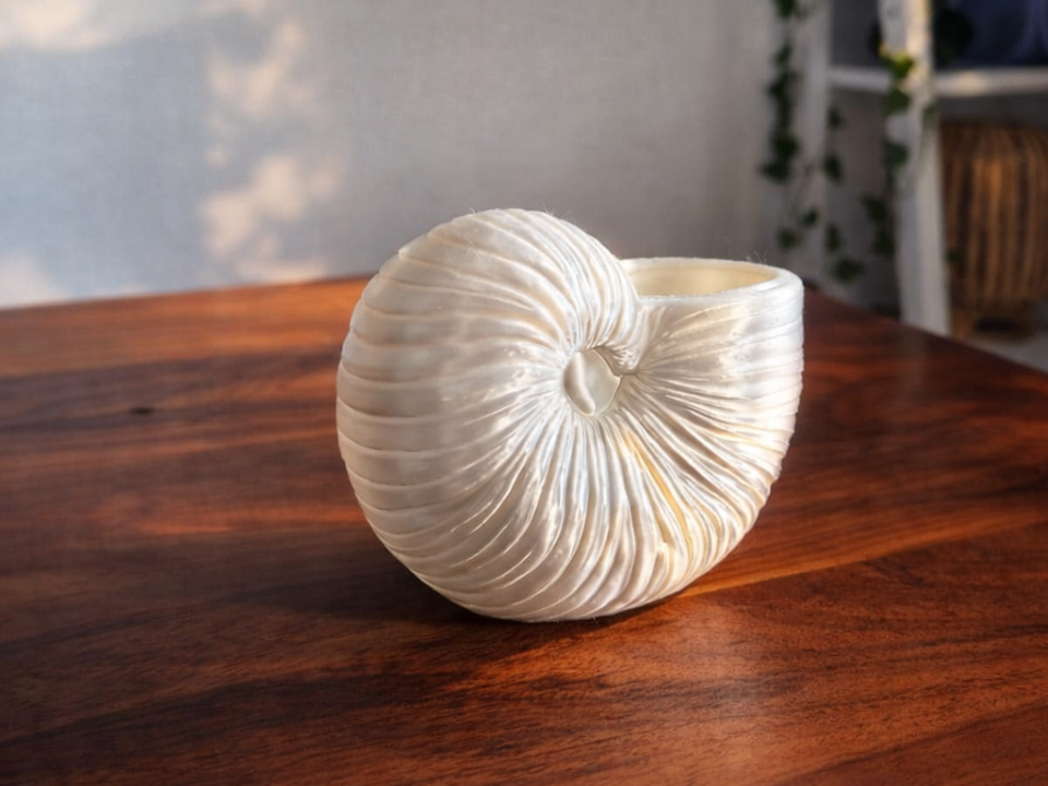Pearl Nautilus