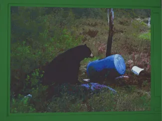 Black Bear litho 