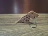 Angry Flexi Rex, mouth keychain