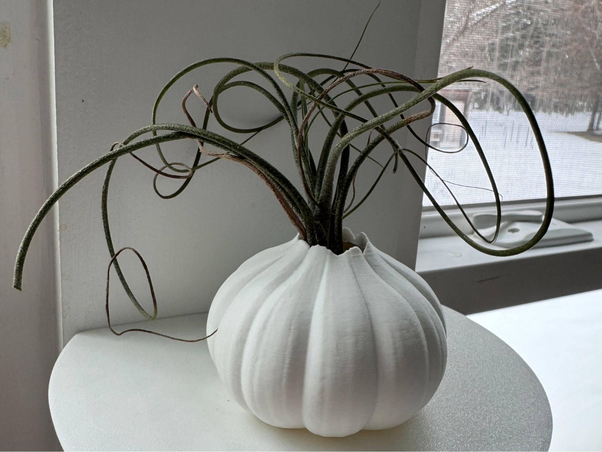 Garlic Bulb Air Plant Pot - Cute Kitchen Decor