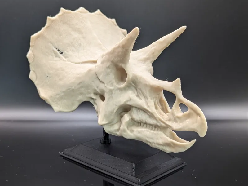 Triceratops With Stand