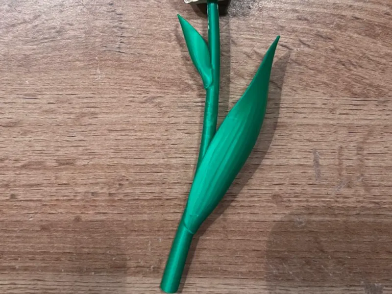 Tulpenstiel