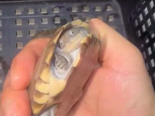 沼泽侧颈龟