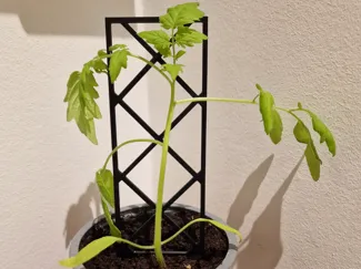 Plant holder square