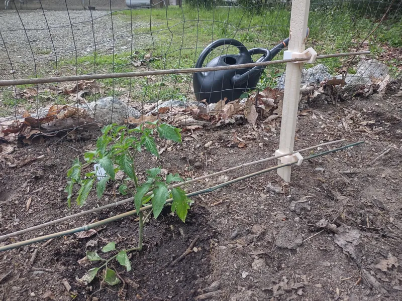 Tomato Trellis Furring Strip Grip