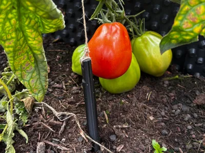 Ground anchor for plants