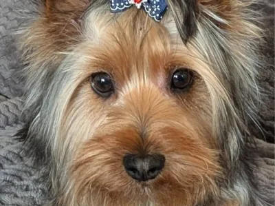 Dog portrait