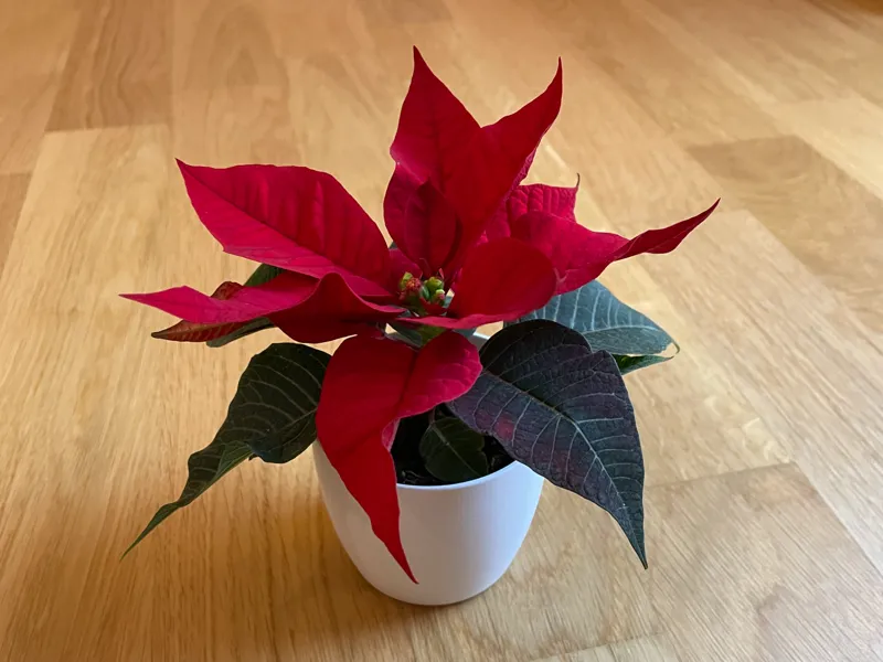 Simple Plant Pot
