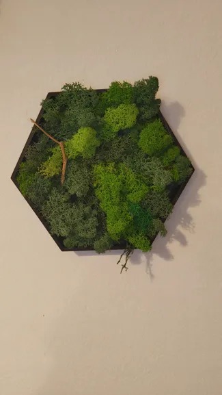 Decorative Hexagon for moss
