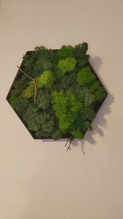 Decorative Hexagon for moss