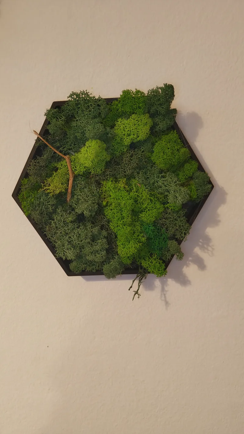 Decorative Hexagon for moss