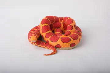 Figura decorativa: Corn Snake Sculpture Realistic Serpent Figurine — vista de referencia 3