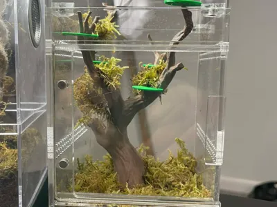 Spider Tree for Spider Cage