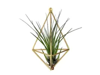 Support mural pour plante aérienne (Tillandsia) — photo 2