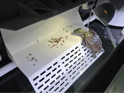 Turtle Basking Platform with Anti-Escape Design 2