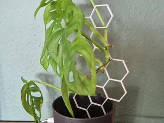 Plant Support Strong