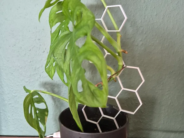 https://makerworld.bblmw.com/makerworld/model/US5f00504b27c495/design/2024-10-30_16fd38f6b4a32.jpg
