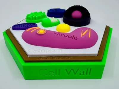 Plant Cell Model w/ Labels by Polymaker Education MakerWorld: Download ...