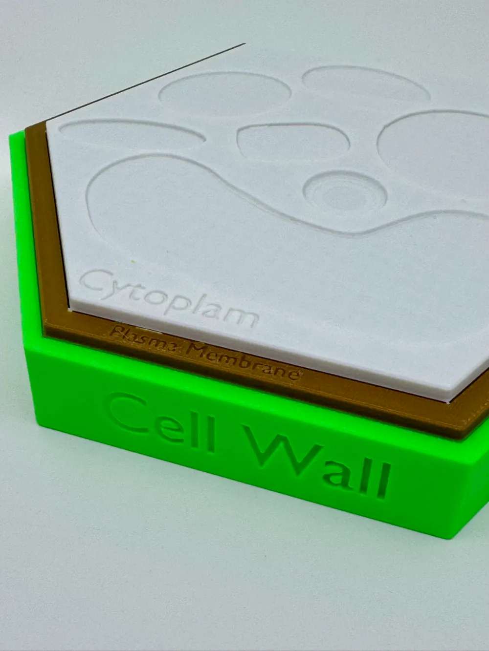 Plant Cell Model w/ Labels - Free 3D Print Model - MakerWorld