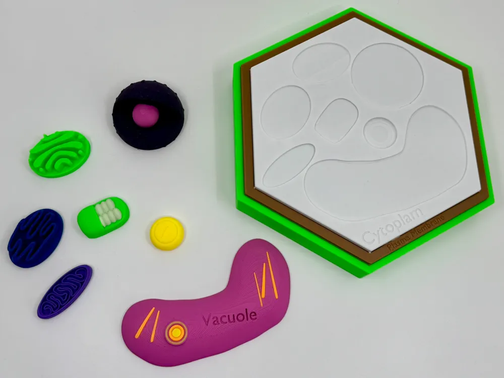 Plant Cell Model w/ Labels - Free 3D Print Model - MakerWorld