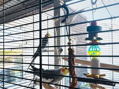 Bird Millet Holder