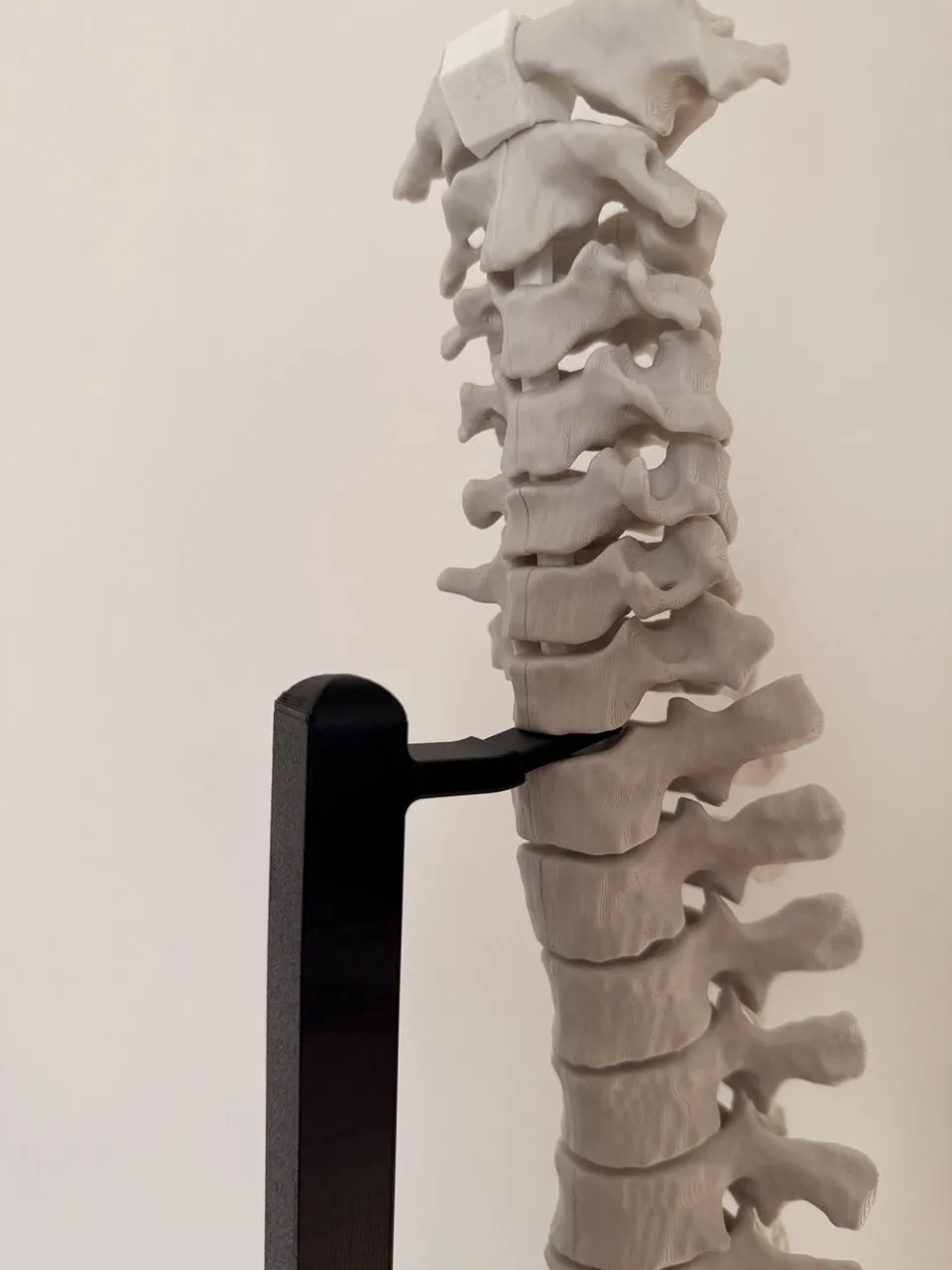 Stand for Fully Articulating Human Spine - Free 3D Print Model - MakerWorld