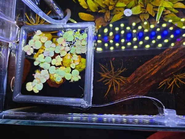 Fish Tank Square for Feeding or Red Root Floaters