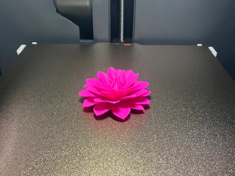Dahlia