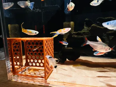 Aquarium magnetic shelter for fish fry, small fish, and shrimp