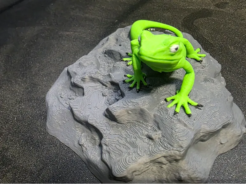 Geco on a rock