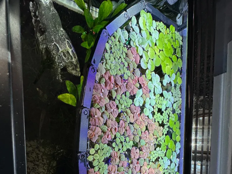 Modular Floating Ring for Aquarium