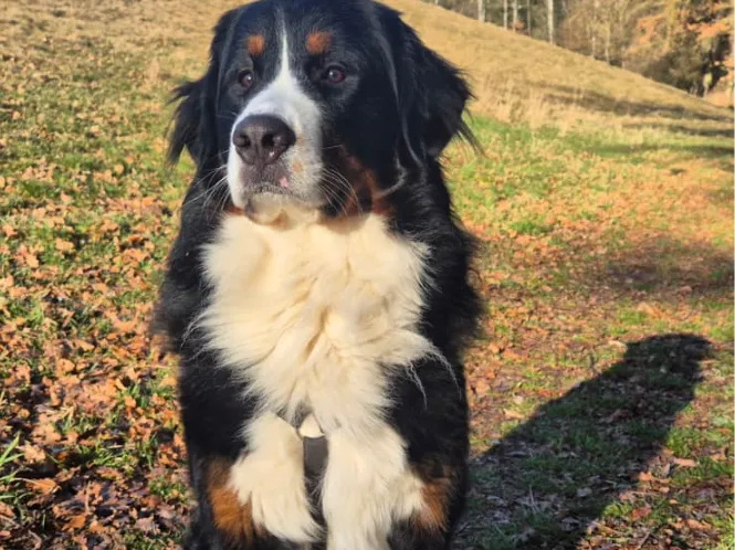Berner Sennenhund