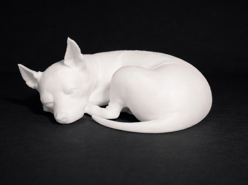 Cute Sleeping Miniature Pinscher - Dog 