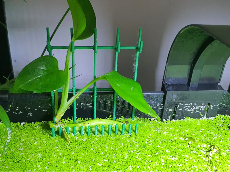 Aquarium Pothos Rack (Tall and deep)