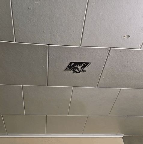 Ceiling Cat