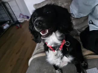 Poppy the puppy
