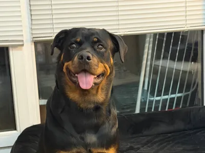Lia Rottweiler