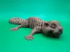 flexi beaver 1 color