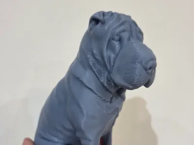sharpei female dog