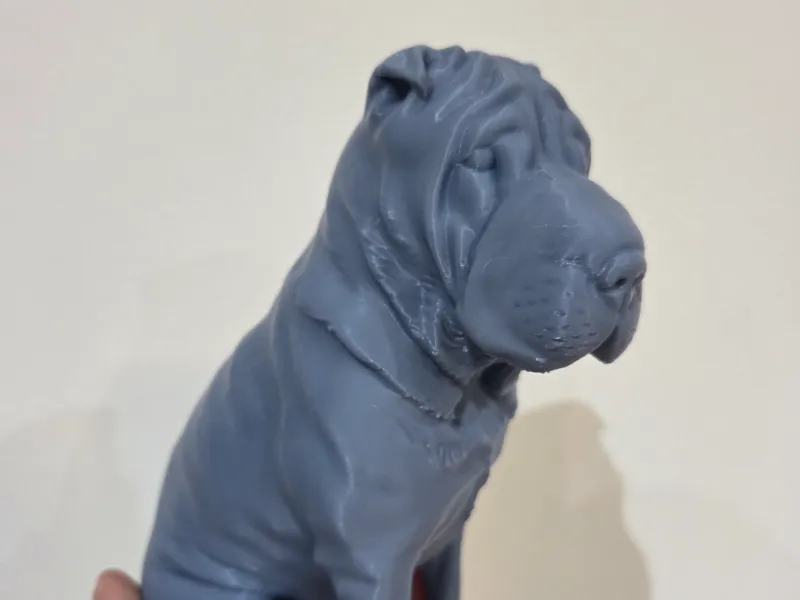 sharpei female dog