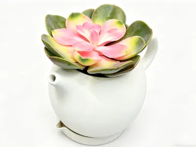 Creative Teapot-Style Planter