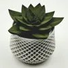 Plant 2 / pot 2