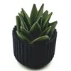Plant 3 / pot 3