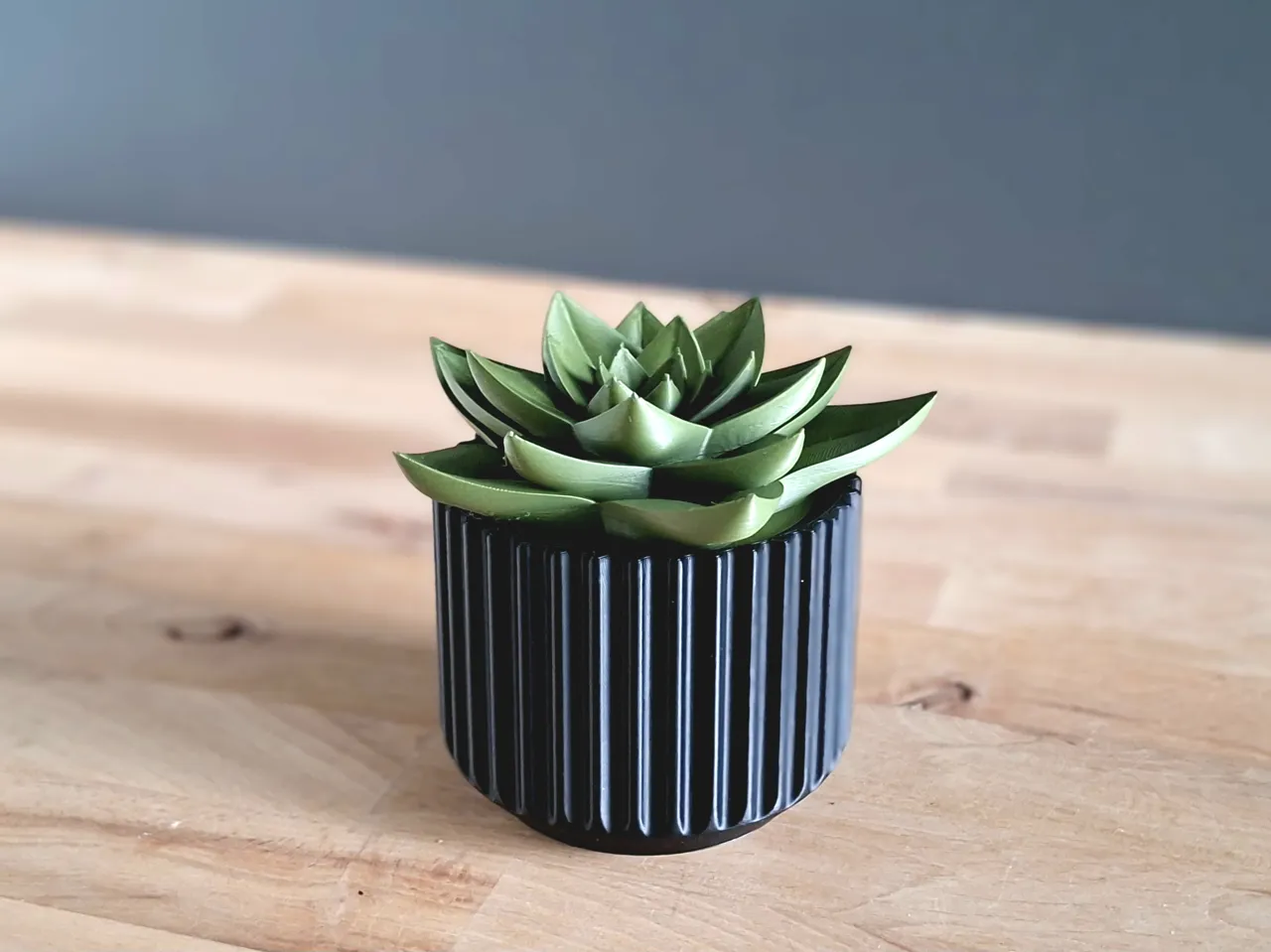 Succulent Fruit Fly Trap view 4