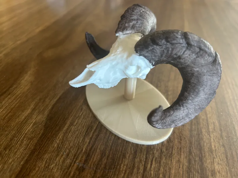 Mini Bighorn Ram