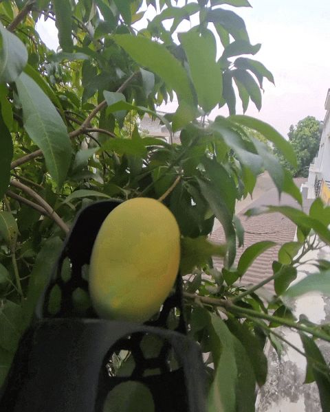 Fruit Picker-Tree Harvest Tool